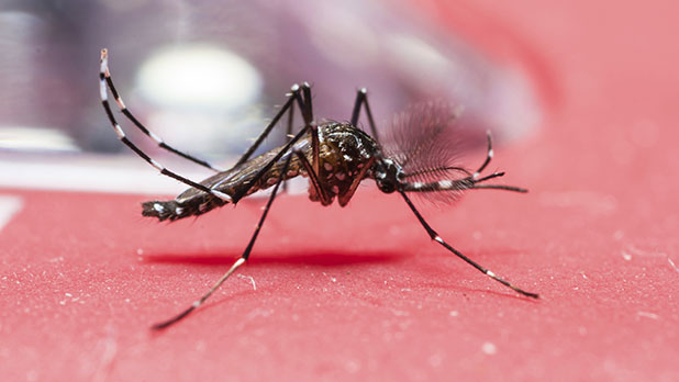 Aedes aegypti mosquito.