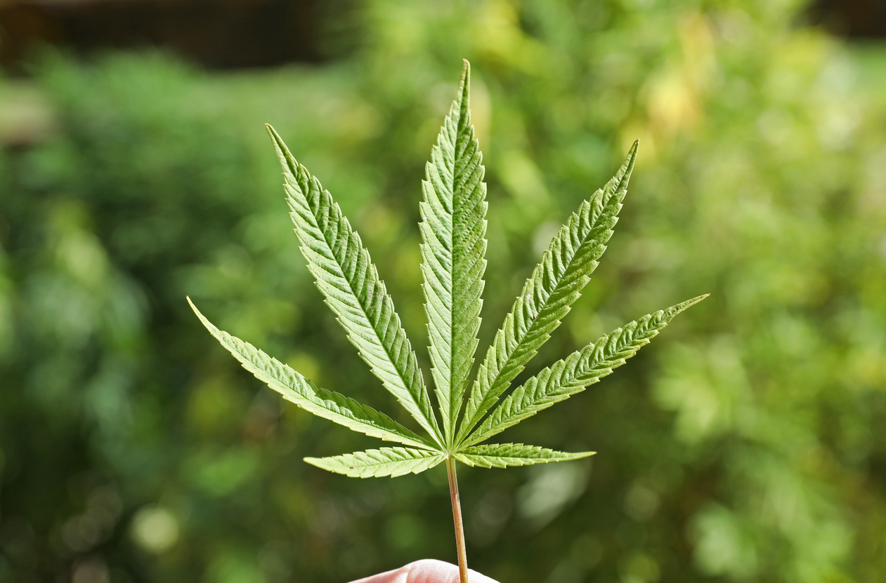 Cannabis leaf
