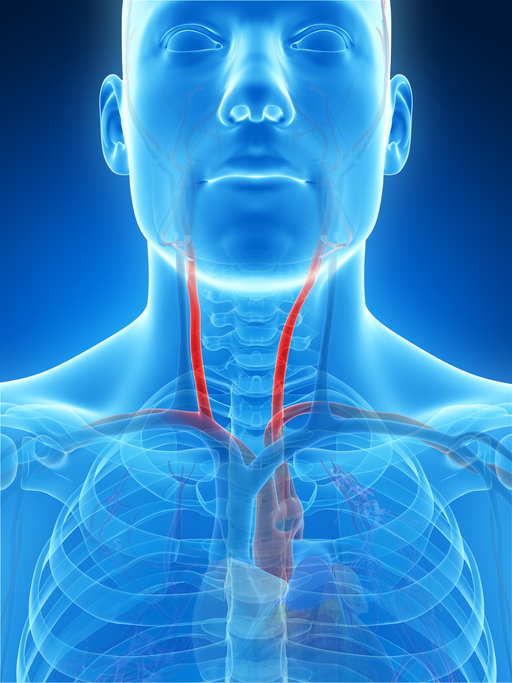 carotid artery illustration