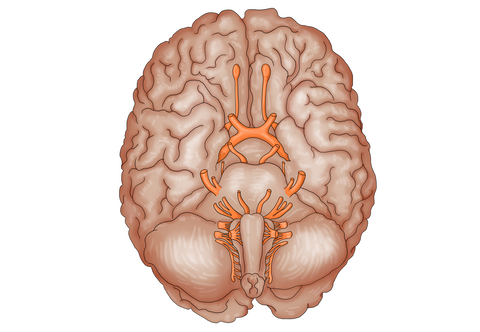 Base of brain showing cranial nerves