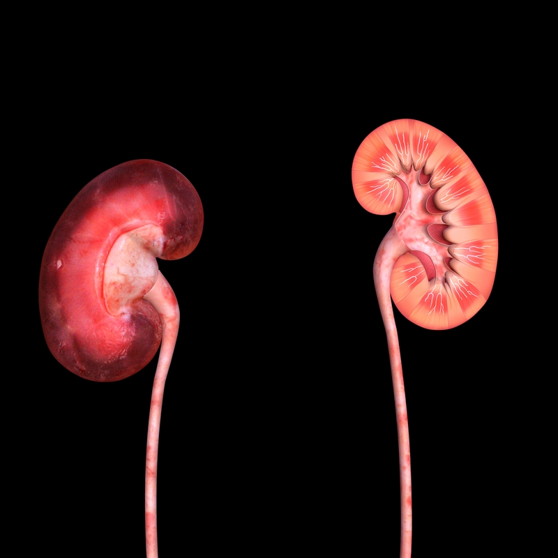 model of kidneys