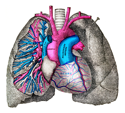 Old anatomy illustration - pulmonary artery