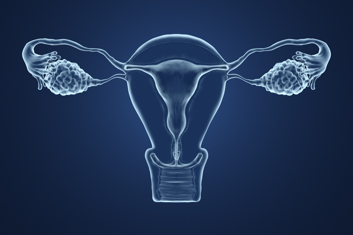 uterus and ovaries